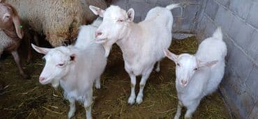 породистые: Продаю | Коза (самка) | Для разведения — 7