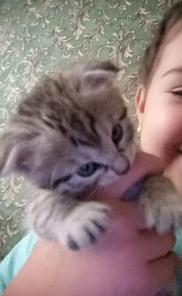 рэгдолл кошка купить: Кошка даром: Скотиш Фолд (Шотландская вислоухая), 1 месяц, Мальчик, Проглистована — 1