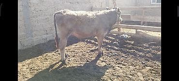 кен булун: Сатам | Бука (эркек) | Аргын, Швиц | Бордоп семиртүү үчүн | Байланган — 1