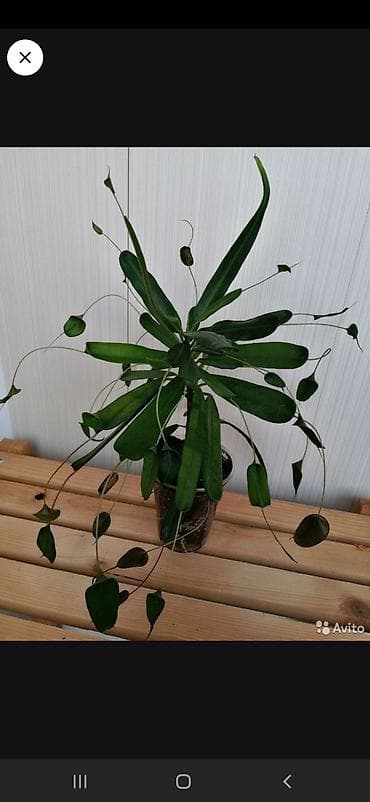 для шоколада: Продаю взрослые хойи: кудрявая, церопегию Сандерсена, кратон Мать и — 6