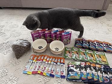 Вязка кошек: Вязка: Скотиш Страйт (Шотландская прямоухая), Мальчик, 1 год, С документами, С прививками, Серый — 5