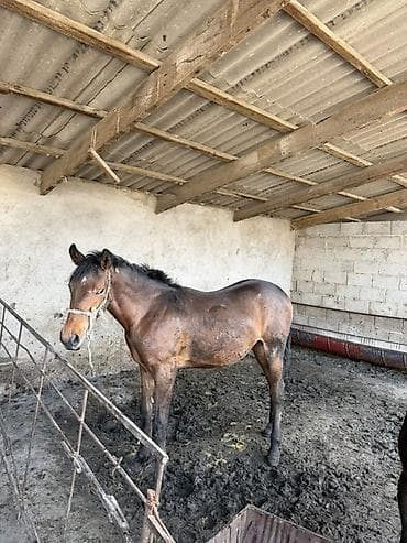 баран матка: Продаю | Жеребец | Рабочий — 10