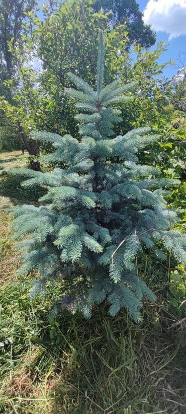 Саженцы деревьев: Ели, Самовывоз