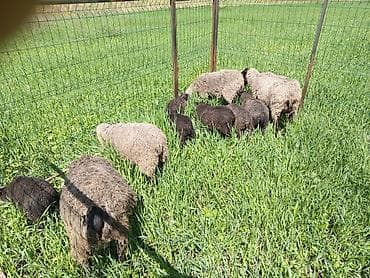 козы бараны: Продаю | Овца (самка) | Для разведения | Матка — 3