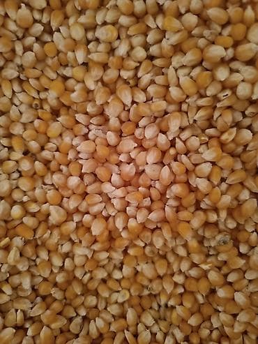 кукуруза для варки: Кукуруза В розницу — 1