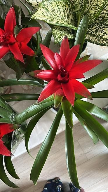 года 2: Акция🔥🔥🔥🔥Гузмания (Guzmania) с яркими красно-алыми прицветниками - — 2