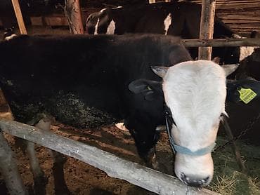 экзотические животные купить: Продаю | Бык (самец) | Для разведения | Привязанные — 2