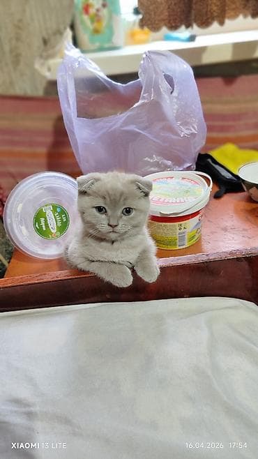 кошки крысоловы: Шотландские котята (вислоухие и прямоухие), окрас голубой. Описание — 2