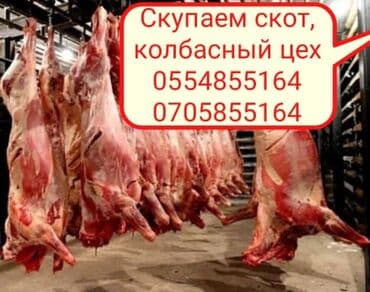 где можно купить собаку хаски: Скупка скот на мясо и вынужденный забой в колбасный — 7