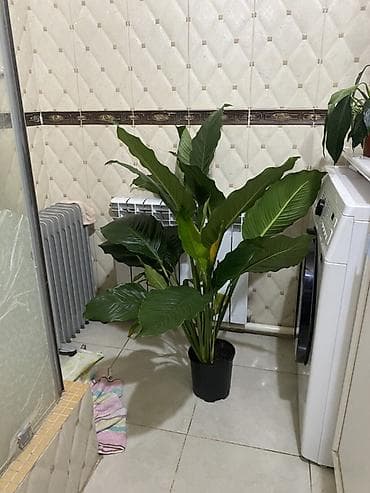 Бөлмө өсүмдүктөрү: Продаю цветы женская счастье сорт (гигант) причина продажи не — 2