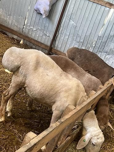 сова живая: Продаю | Овца (самка) | Для разведения | Ярка — 7