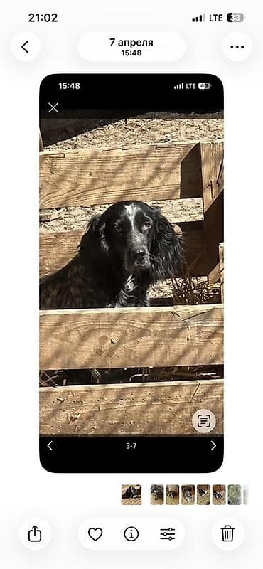 питбуль щенок черный: Щенки английского кокер-спаниеля, черно-белые (пегие/крап) окрасы. - — 1