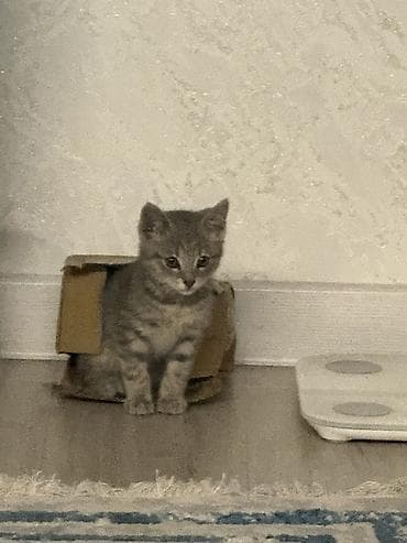 регдол кошка: Котёнок серого окраса (пепельно‑серый табби). Крупные выразительные — 3