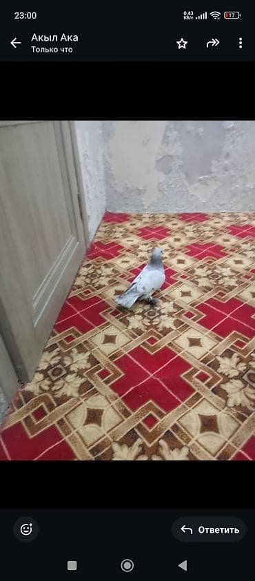 утки дикие: Голуби декоративные (породные, «чубатые/космоногие») - Птицы с — 1