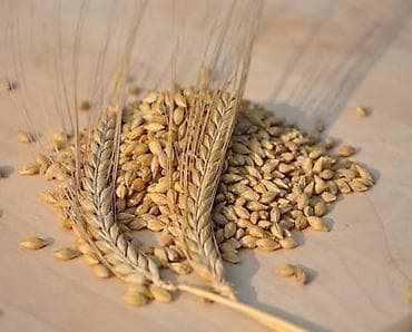 Животные: Продаю🌾 ячмень чистый! — 1