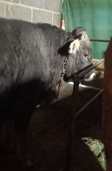 продажа домашних животных: Продаю | Бык (самец) | Швицкая | Для разведения, Для молока | Осеменитель, Искусственник — 2