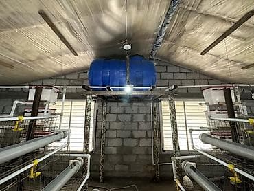 кремация животных бишкек: Птичник с клеточными батареями и полной системой жизнеобеспечения — 5