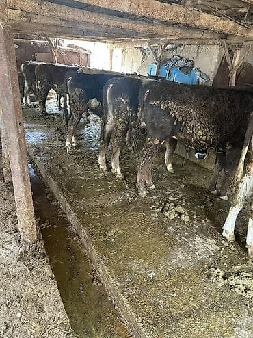 чау чау цена бишкек: Продаю | Бык (самец) — 2