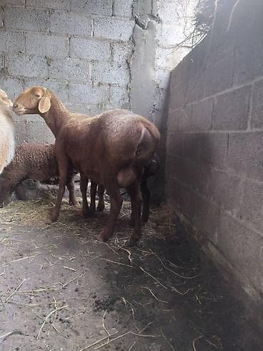 кой гисар: Продаю | Овца (самка) | Для разведения | Матка — 1