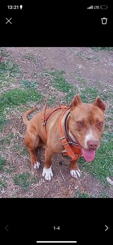 альфа стафф бишкек: Питбуль кубинский порода уши купированные ещё щенок агрессия не — 3