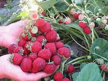 цена клубники: Продаю рассаду клубники черный принц очень вкусный слатккй сочные Мице — 1