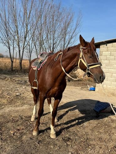 сколько стоит немецкая овчарка в бишкеке: Продаю | Жеребец | Конный спорт — 6