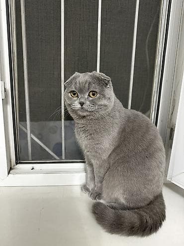 кошка шотланская: Шотландская вислоухая кошка (Scottish Fold), окрас голубой — 1