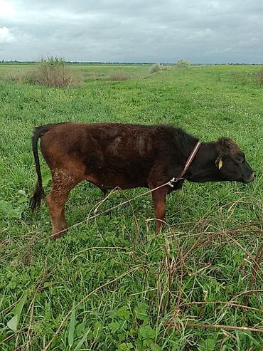 швиц теленок: Продаю | Музоо, торпок | Привязанные — 1