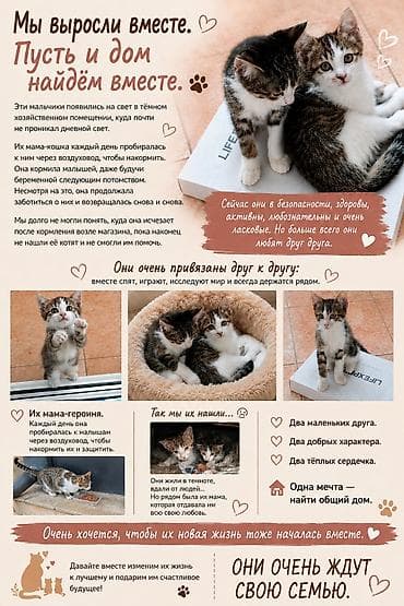 друзья: Кошка даром: Беспородная, Мальчик — 1