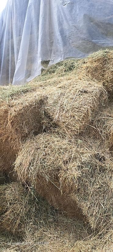 аксессуары для животных: Солома в тюках с зерном - Тип: злаковая солома (длинная, однородная — 1