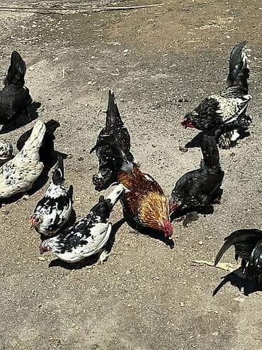 Животные: Продаю | Куры | Домашняя | На забой, Для разведения, Несушки — 8