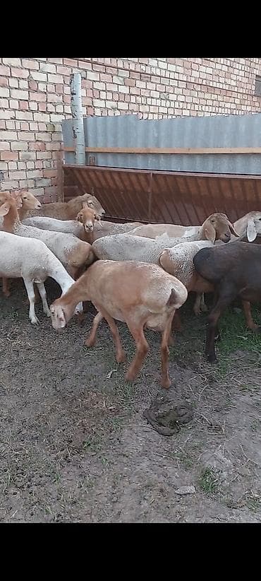 собака овчарки: Продаю | Овца (самка) | Меринос | Для разведения | Племенные — 1