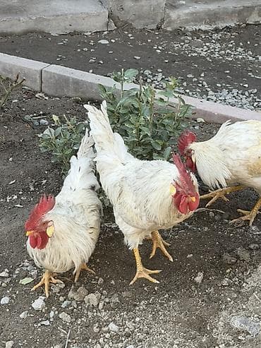 сколько стоит померанский шпиц в бишкеке: Продаю | Петух | Домашняя | Для разведения — 1