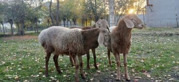 показы 1 354 72 договорная кошка даром британская короткошёрстная 1 год мальчик метис 2 позвонить написать: Продаю | Ягненок, Баран (самец) | Полукровка, Арашан | На забой, Для разведения | Племенные — 3