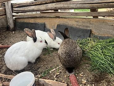 мал алам: Продаю | Кролик самец, Крольчиха (самка) | Калифорнийская | Для разведения | Племенные — 4