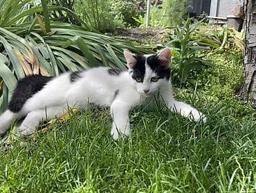 cat sofa: Кошка даром: Беспородная, Мальчик — 3