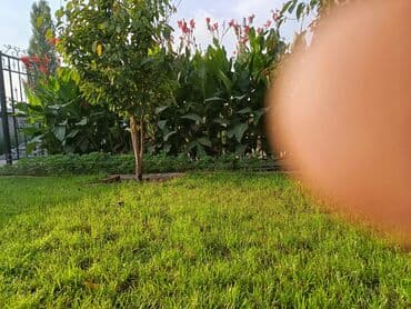 дерево лимон: Саженцы цветка: Канна — 9