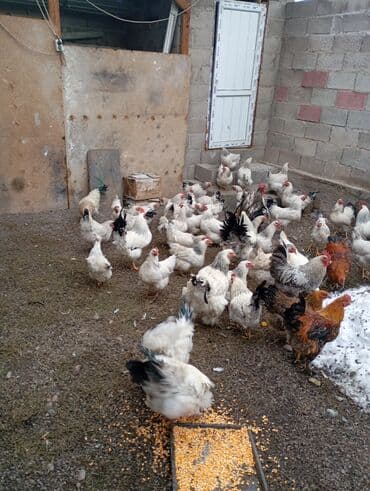 купить бычков оптом: Продаю | Куры | Домашняя | Для разведения — 5