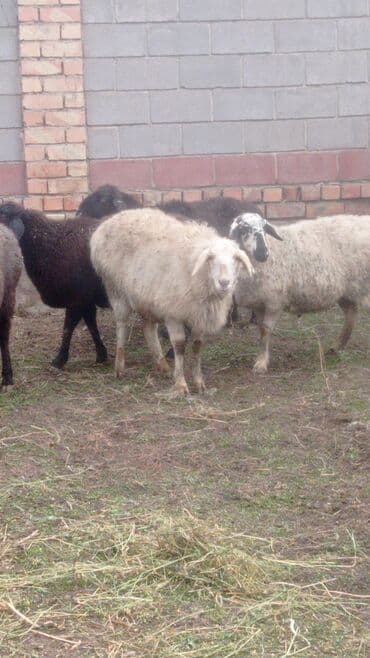 стрижка для овец: Продаю | Овца (самка) | Для разведения | Матка — 1