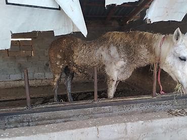 Продаю | Кобыла (самка) | Рабочий