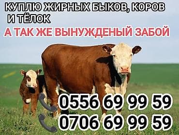 Колбасный цех : Коровы, быки, | Откормленные