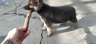 щенки овчарка: ЩЕНОК немецкой овчарки остался красавчик 1 мальчик скоро два — 1