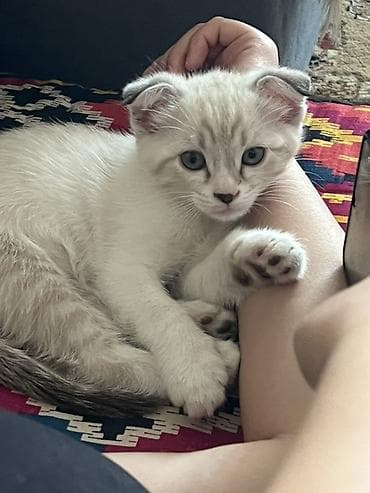 black cat: Сиамская, 2 месяца, Девочка, Приучена к лотку — 1