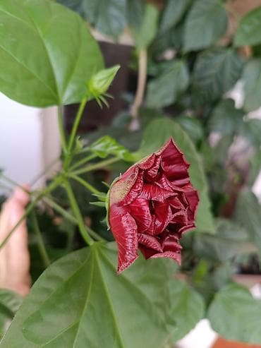 Комнатные растения: Гибискус (китайская роза) в горшке - Крупное комнатное растение с — 2