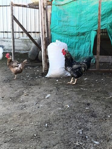Продаю | Петух | Для разведения
