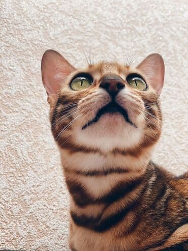 очень нужны: Друзья .Питомник бен гла мур с любовью предлагает вам котят — 6