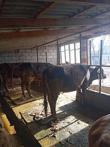 гисар матка: Продаю | Корова (самка) | Для молока | Привязанные — 10