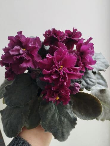 семена арбузы: Продаю фиалки есть детки — 3