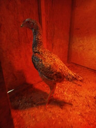 продажа собак в бишкеке: Дакан цесарка жожо короз сатылат активный алмашу жолдору бар адрес — 3