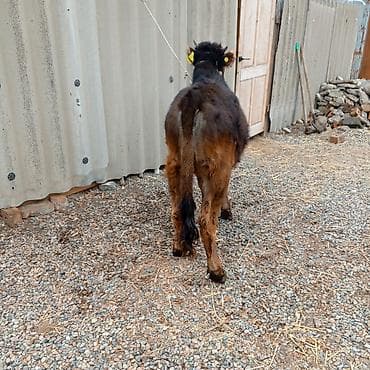 Продаю | Тёлка | Алатауская | На откорм | Привязанные